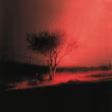 cover of PISS IN THE WIND